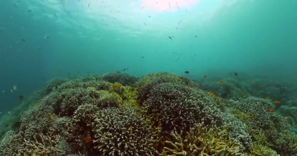 珊瑚礁和水下世界的鱼潜水和潜水的场景 水下世界的生活景观 — 图库视频影像