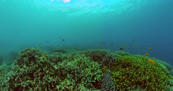 Krásné Rozmanité Korálové Útesy Rybami Podmořského Světa — Stock video