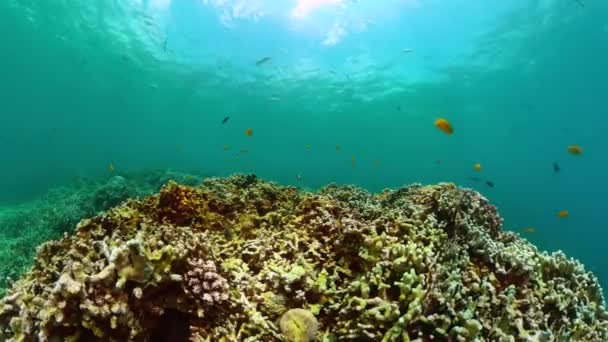 Тропические Рыбы Кораллы Подводный Мир Красочными Рыбами Коралловым Рифом — стоковое видео