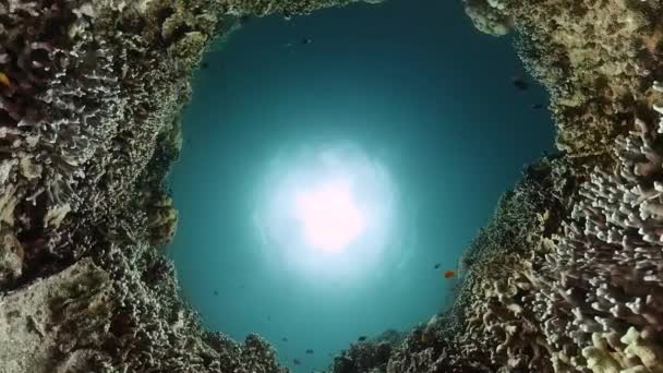 Тропические Рыбы Коралловый Риф Подводный Мир Фон — стоковое видео