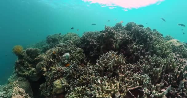 有珊瑚礁和海鱼的水下世界 — 图库视频影像