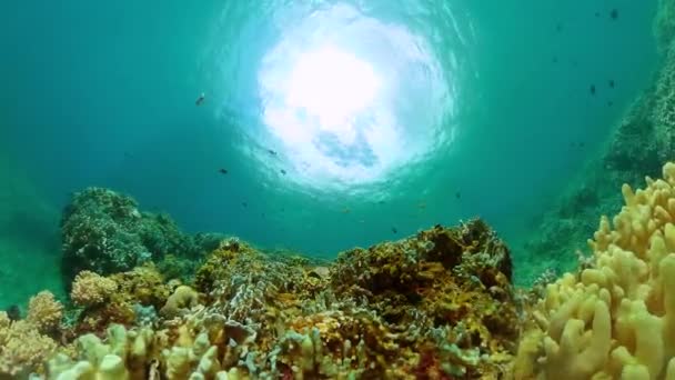 Peixes Tropicais Recifes Coral Paisagens Subaquáticas Recifes Coral Peixes Marinhos — Vídeo de Stock