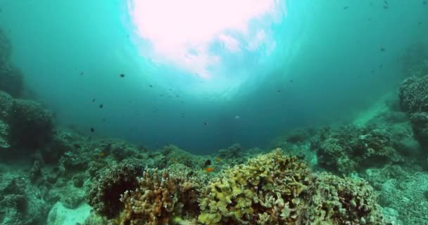 Barriera Corallina Pesci Sott Acqua Area Marina Protetta — Video Stock