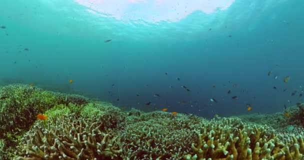 美丽的珊瑚礁和五彩斑斓的鱼水下世界的生活 — 图库视频影像