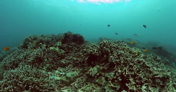 Tropické Ryby Tvrdé Korálové Útesy Pod Mořem Podvodní Pozadí — Stock video