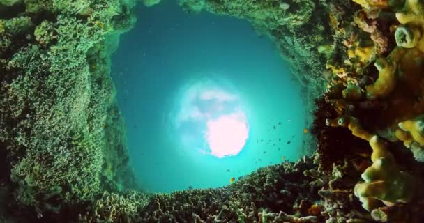 Tropische Korallenriffe Unter Dem Meer Hintergrund Der Unterwasserwelt — Stockvideo