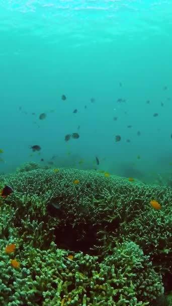 Коралловый Риф Красочные Рыбы Водой Подводный Пейзаж Вертикальный Вид — стоковое видео