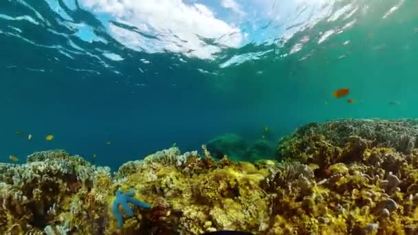 Vida Marinha Mundo Mar Recifes Corais Tropicais Peixes Subaquáticos — Vídeo de Stock