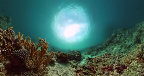 Paysage Récifal Corallien Sous Marin Poissons Tropicaux Sous Marins — Video