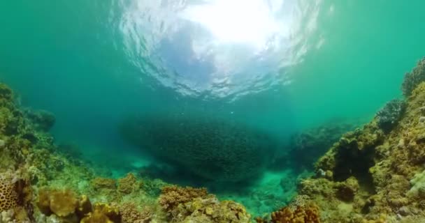 沙丁鱼在热带水下世界里奔跑 水下世界的珊瑚礁 — 图库视频影像