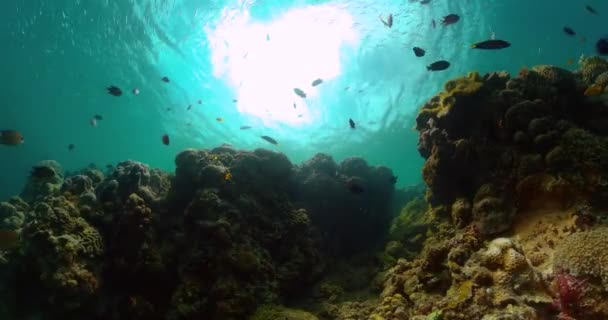 Сардинский Бег Коралловый Сад Подводный Мир Тропическими Коралловыми Рифами — стоковое видео