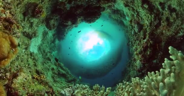 Korálové Útesy Pod Vodou Rybami Mořské Životní Scenérie Sardinkou Běh — Stock video
