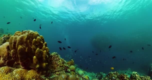 Прекрасная Сардина Водой Рыба Кораллы Морская Жизнь — стоковое видео