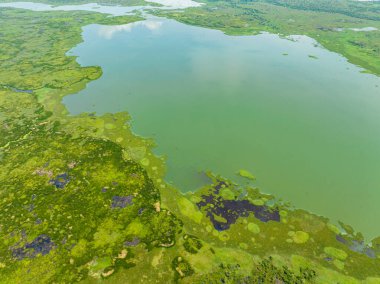 Yeşil bitkilerle dolu bir bataklık ve bitkilerin üzerine yansıyan güneş ışığı. Agusan Bataklığı. Mindanao, Filipinler.