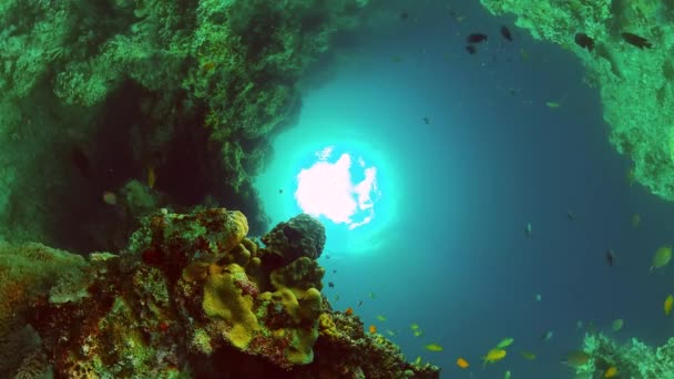 色彩斑斓的珊瑚礁和热带鱼 水下世界风景 — 图库视频影像