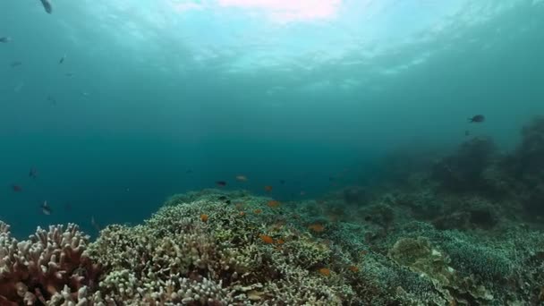 海底的珊瑚礁 水下世界的热带鱼类 — 图库视频影像