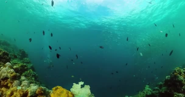 Monde Tropical Sous Marin Course Sardines Corail Poissons Sous Mer — Video