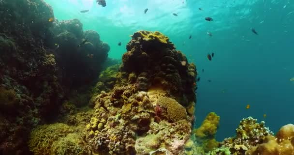 Kleurrijke Vissen Onder Water Zeedieren Vissen Boven Tropische Riffen — Stockvideo