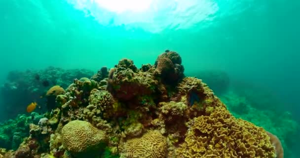 Mondo Subacqueo Con Corallo Colorato Bellissimi Pesci Scena Vita Sottomarina — Video Stock