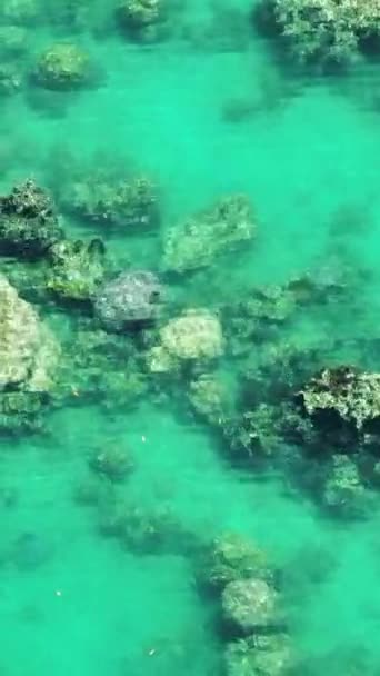 Layar Laut Kehijauan Dan Karang Jelas Air Dan Gelombang Permukaan — Stok Video