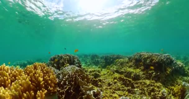 Коралловый Сад Водой Сцена Тропическими Рыбами Морская Жизнь Водой — стоковое видео