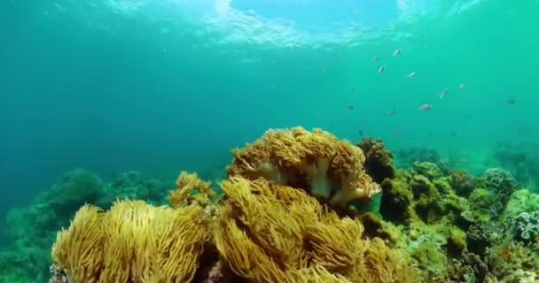 Cena Submarina Tropical Com Corais Macios Peixes Paisagem Marinha — Vídeo de Stock