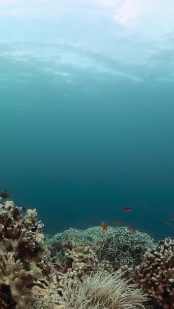 Onderwater Koraalrif Landschap Beschermd Marien Gebied Verticaal Overzicht — Stockvideo