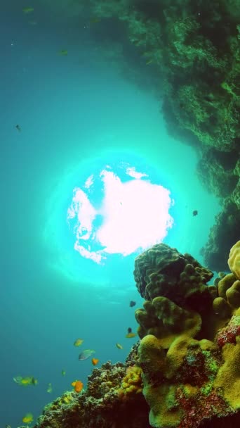 Recifes Corais Coloridos Com Peixes Tropicais Cenário Mundial Subaquático Vista — Vídeo de Stock