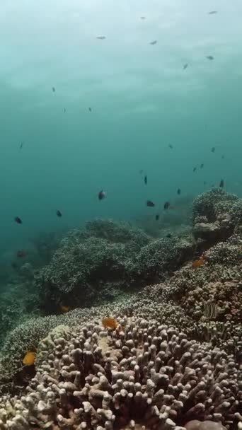 Подводный Мир Красочными Рыбами Кораллами Коралловый Риф Морская Рыба Вертикальный — стоковое видео