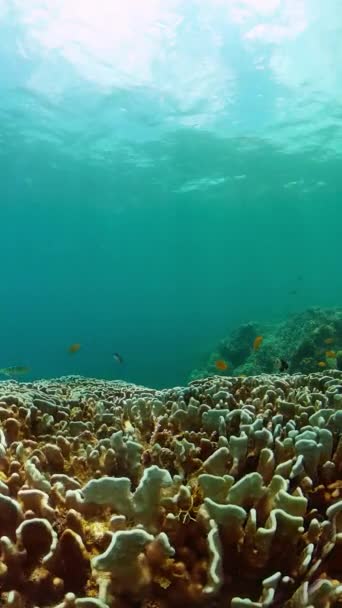 Paesaggio Della Barriera Corallina Subacquea Area Marina Protetta Vista Verticale — Video Stock