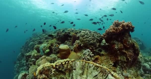 Suyun Altında Tropik Bir Ortam Mercan Kayalıkları Güzel Balıklar — Stok video