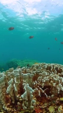 Mercan kayalıkları ve sualtı dünyası. Dalış ve şnorkelle yüzme sahnesi. Sualtı dünyası yaşam alanı. Dikey görünüm.