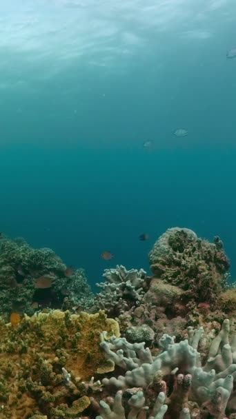 Undervattensvärlden Med Korallrev Och Fiskar Marin Fristad Vertikal Syn — Stockvideo