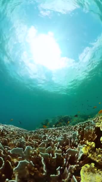 海底世界五彩斑斓的鱼和珊瑚景观 美丽的珊瑚礁和五彩斑斓的鱼纵向观点 — 图库视频影像