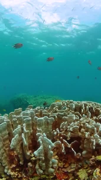珊瑚礁和水下世界的鱼潜水和潜水的场景 水下世界的生活景观 纵向观点 — 图库视频影像