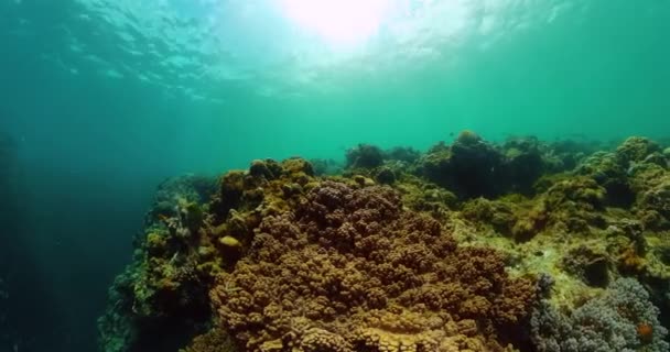 Sardine Coule Sous Mer Récif Corallien Poissons Sous Marins — Video