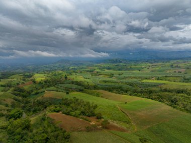 Pirinç tarlaları ve tropikal dağın üstündeki muz tarlaları. Mindanao, Filipinler.