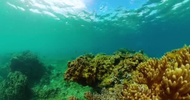 Морская Жизнь Водой Коралловый Риф Подводный Мир Рыб — стоковое видео