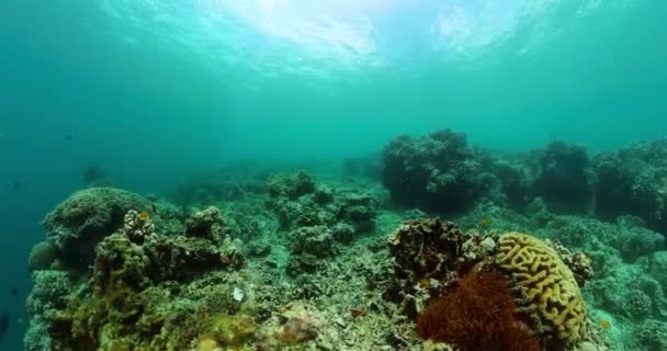 热带鱼和珊瑚的水下世界风景 海底鱼类礁海洋 — 图库视频影像