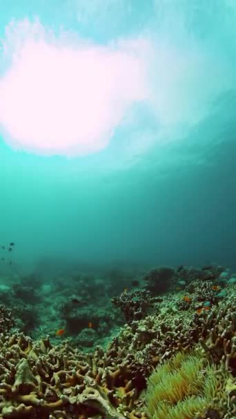 五彩斑斓的鱼和珊瑚礁热带鱼的水下生活 纵向观点 — 图库视频影像