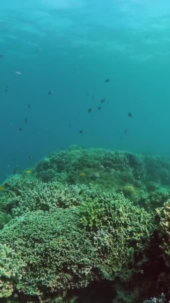 Undervattensvärlden Liv Landskap Med Korallrev Och Färgglada Fiskar Vertikal Syn — Stockvideo