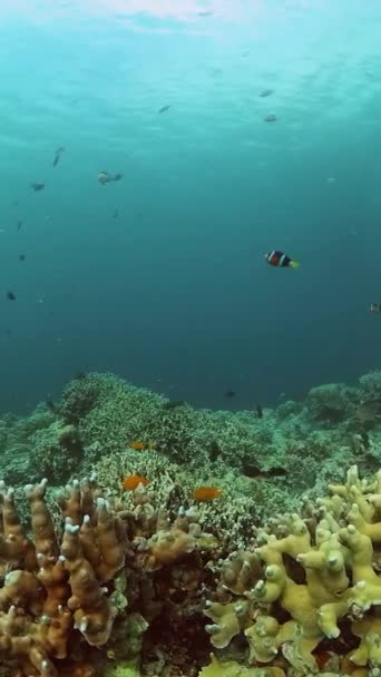 Onderwater Wereld Landschap Van Kleurrijke Vissen Koraalriffen Verticaal Overzicht — Stockvideo