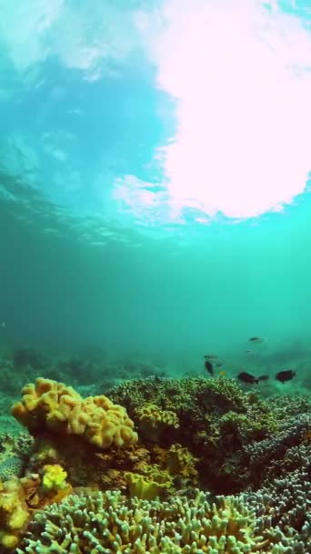五彩斑斓的珊瑚礁和水下鱼类海洋保护区 保护区 纵向观点 — 图库视频影像