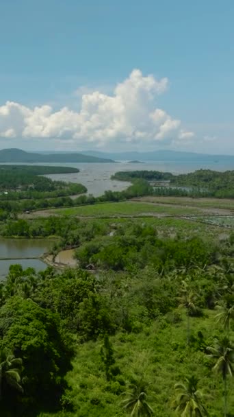 Pemandangan Udara Dari Lahan Pertanian Dengan Hutan Hijau Dan Sungai — Stok Video