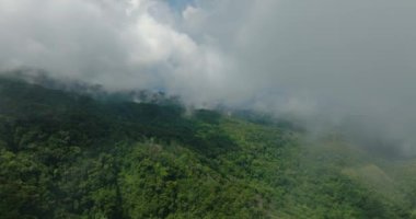 Orman, Camiguin Adası 'ndaki dağda sislerle kaplıydı. Filipinler.