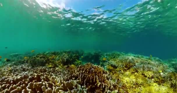 Peces Tropicales Arrecifes Coral Paisaje Marino Submarino Vida Submarina Paisaje — Vídeos de Stock