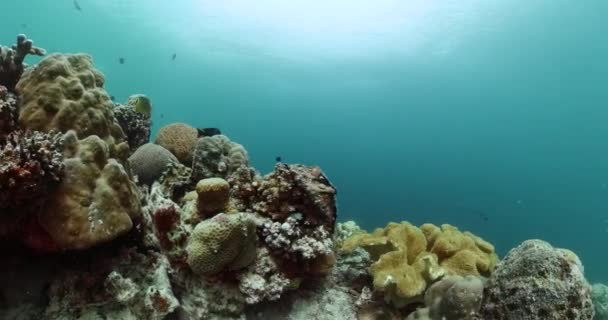 Récif Corallien Dur Tropical Poissons Scène Mondiale Sous Marine — Video