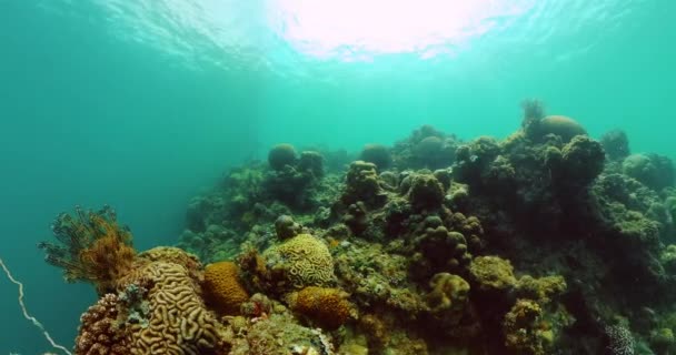 Стоковые Видео Fischt ⬇ Скачать Футажи Fischt - Страница 3.