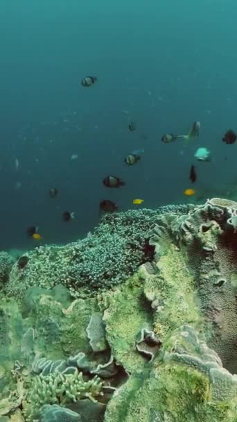 Подводный Фон Тропическими Рыбами Твердыми Коралловыми Рифами Водой Вертикальный Вид — стоковое видео