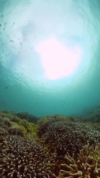 水下背景图片 多样化的珊瑚礁与水下世界的鱼类 纵向观点 — 图库视频影像